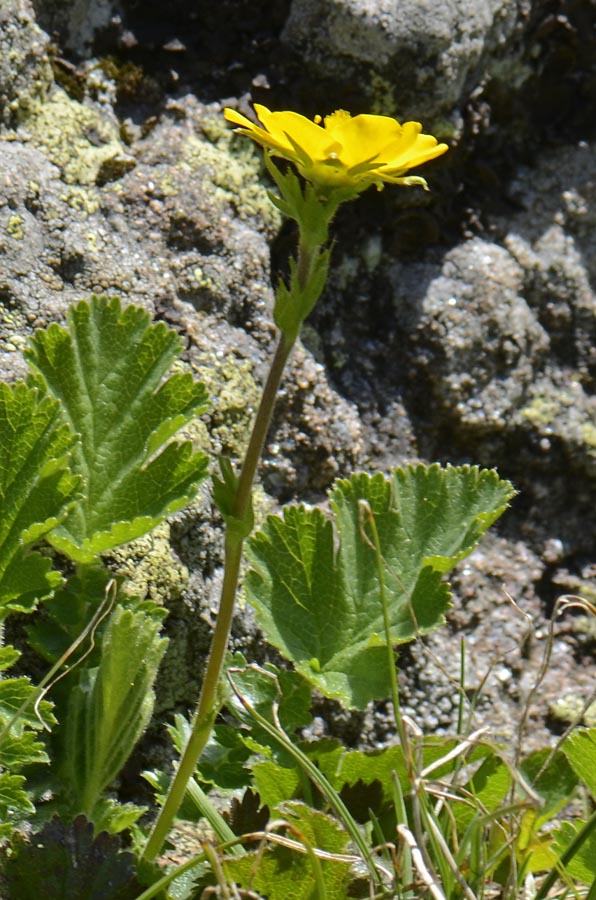 Geum montanum / Cariofillata montana